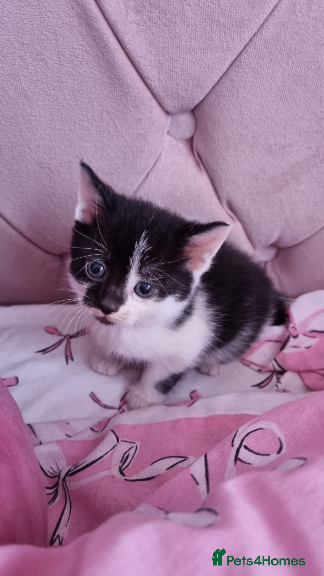 Mixed Breed cats for sale: 5 lovely kittens for sale😻 Ready from now  - Advert 8