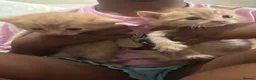 Bengal cats for sale: Beautiful mix Bengal kittens  in Bexley - Advert 7