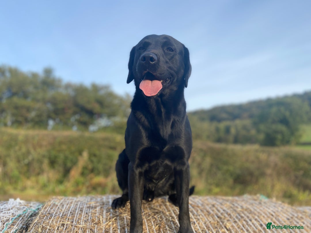 Labrador Retriever dogs for stud: KC Registered Black Lab For Stud in Scarborough - Advert 7