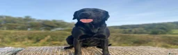 Labrador Retriever dogs for stud: KC Registered Black Lab For Stud in Scarborough - Advert 7