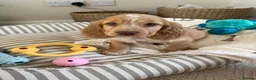 Cocker Spaniel dogs for sale: Show Type Cocker spaniel puppy - Advert 8