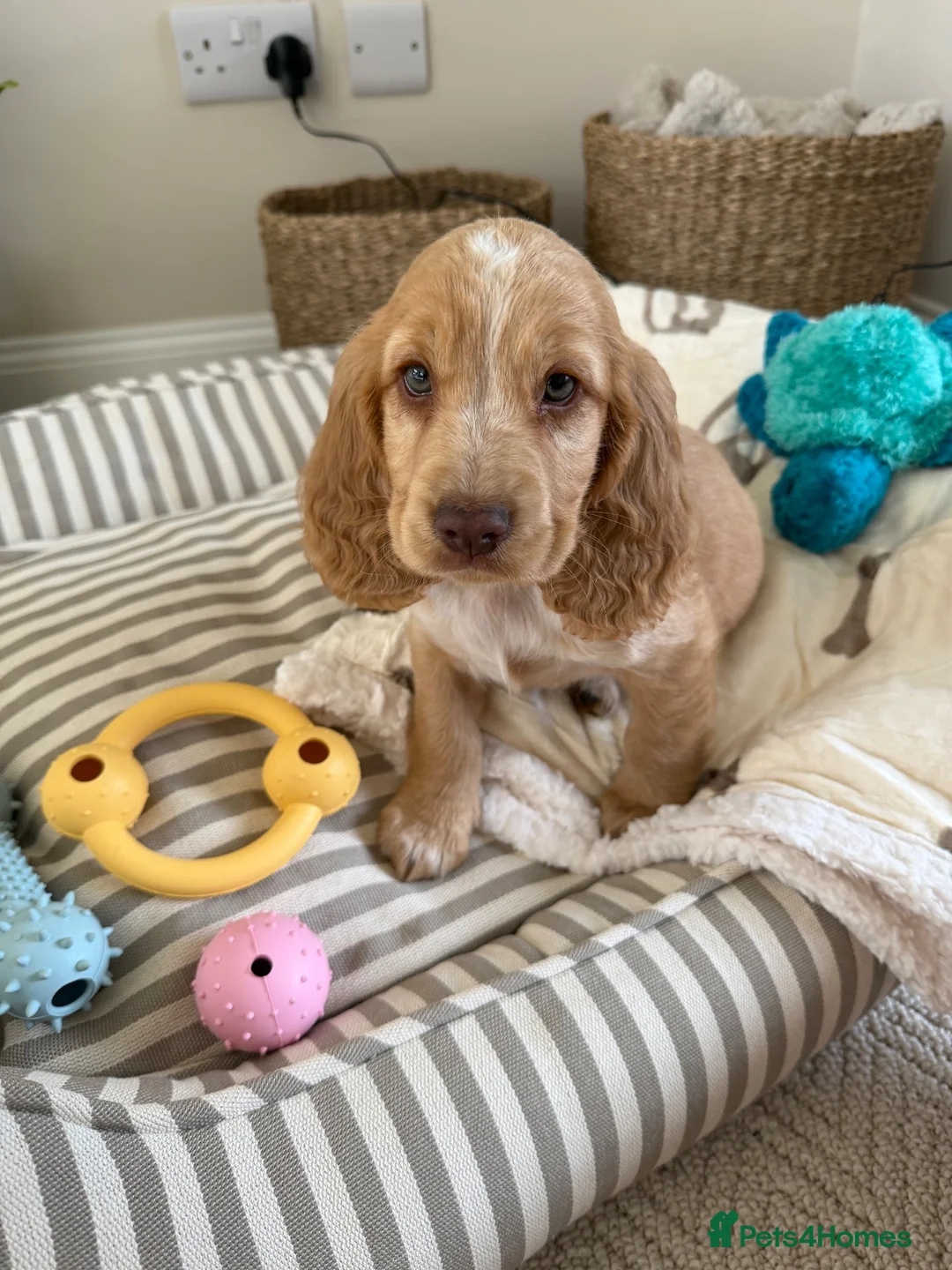 Cocker Spaniel dogs for sale: Show Type Cocker spaniel puppy - Advert 8