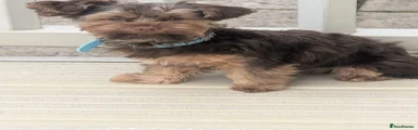 Yorkshire Terrier Puppy 1