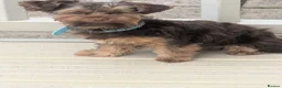 Yorkshire Terrier dogs for sale: Male Yorkshire terrier  in Nottingham - Advert 2
