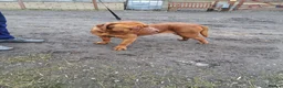 Dogue De Bordeaux dogs for sale: Pedigree Dogue De Bordeaux puppies - Advert 8