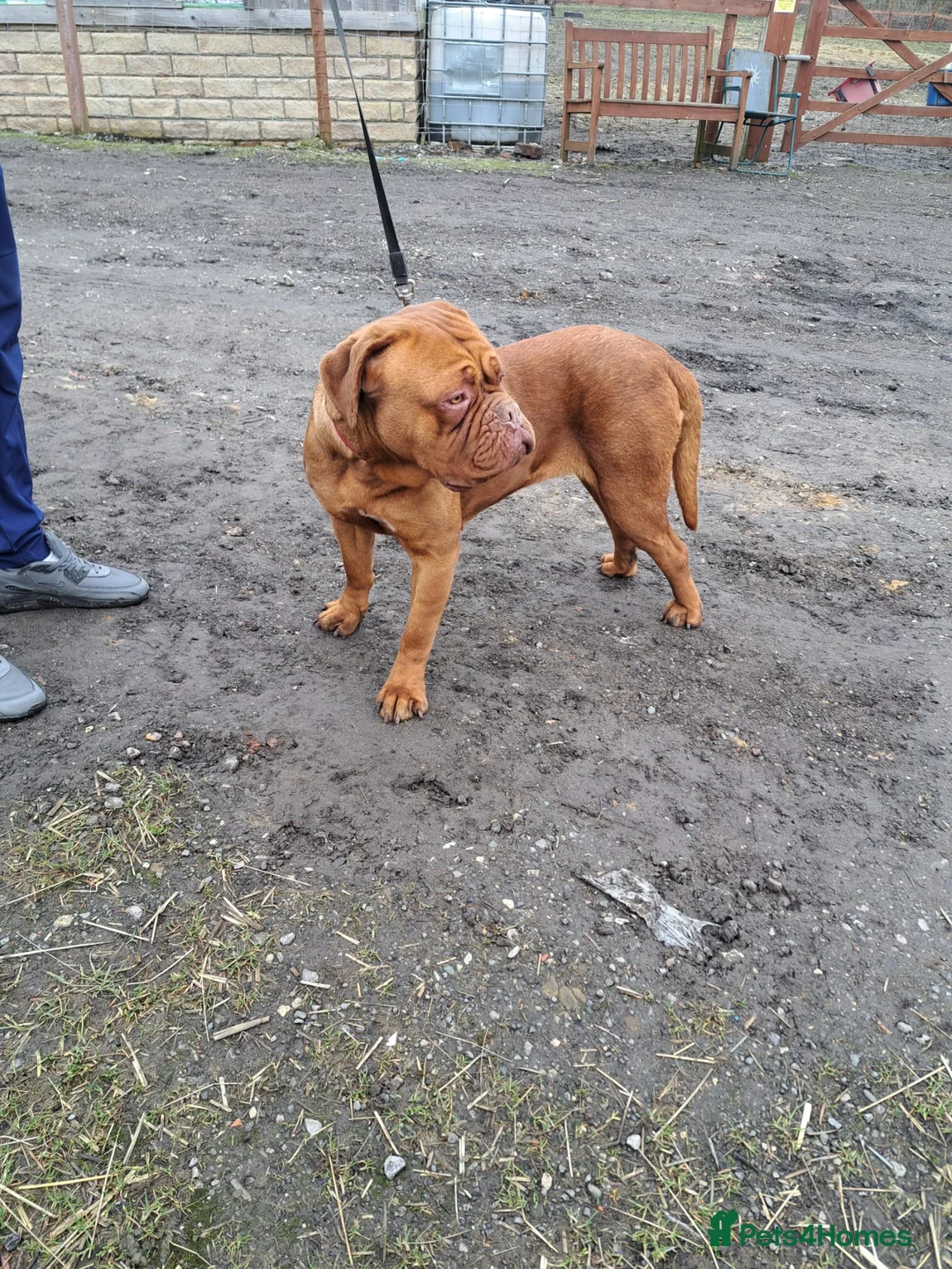 Dogue De Bordeaux dogs for sale: Pedigree Dogue De Bordeaux puppies - Advert 8