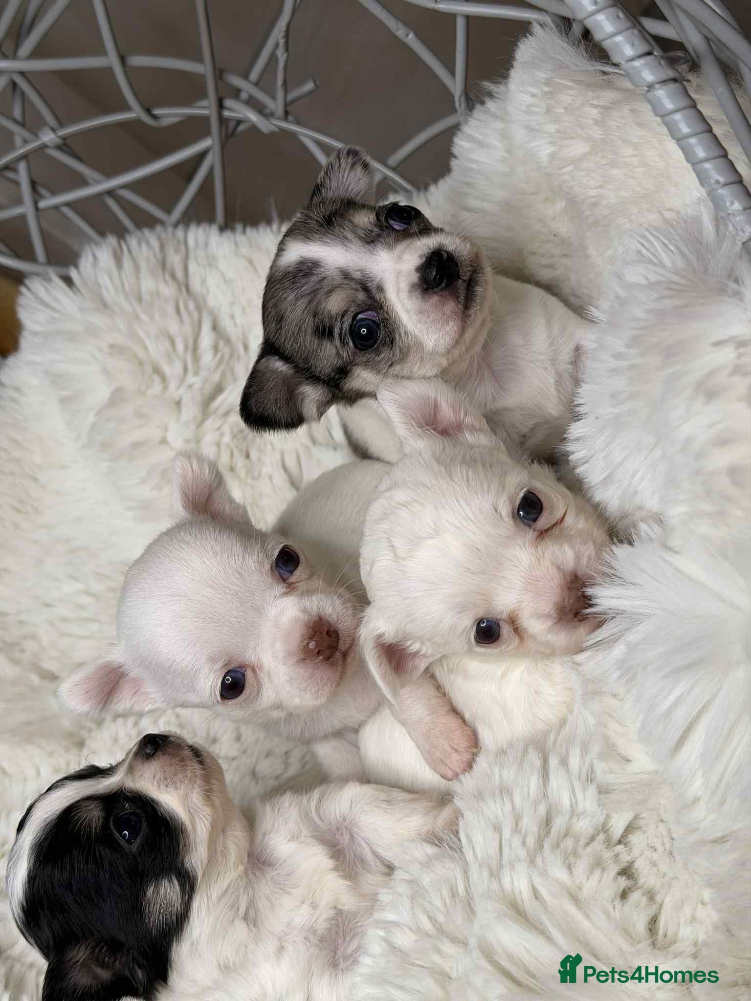 Chihuahua dogs Russian Chihuahua  - Advert 5