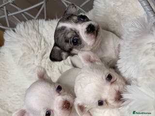 Chihuahua dogs Russian Chihuahua - Advert 4