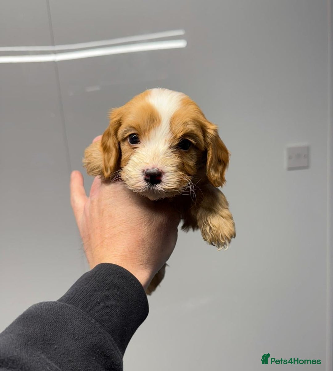Cavapoo dogs for sale: 7 cavapoo puppy’s for sale 1 girl 6 boys  - Advert 3