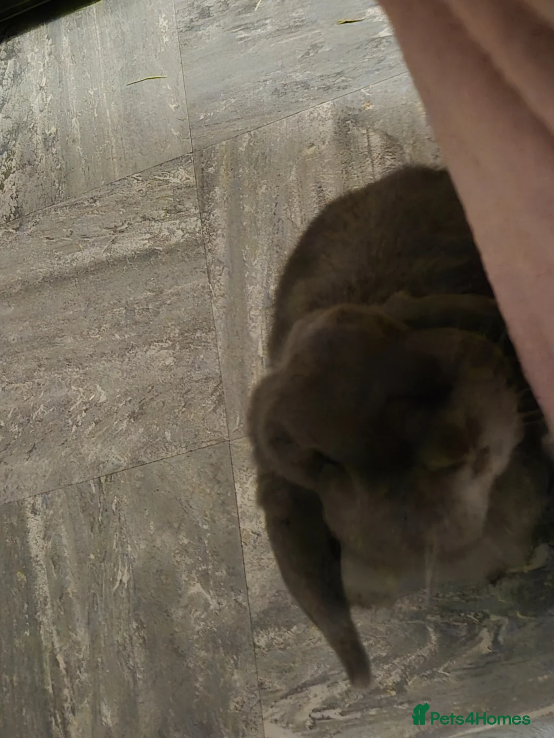 Mini Lop rabbits for sale: Female Holland lop in Great Yarmouth - Advert 3