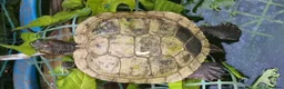 Turtle reptiles for sale: Water turtle  - Advert 2