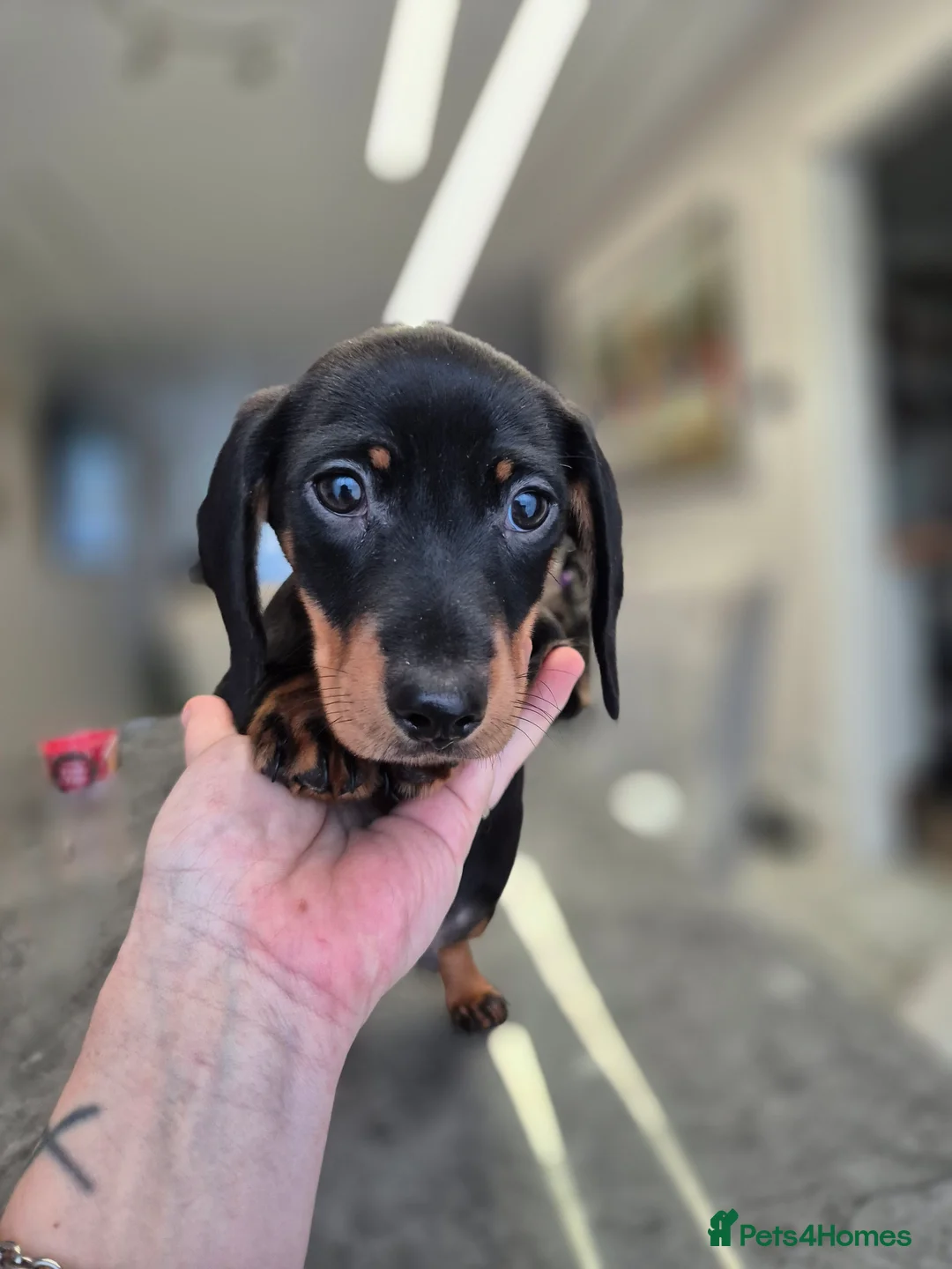 Dachshund dogs for sale: 💙 Miniature Dachshund Boy!💙 - Advert 4
