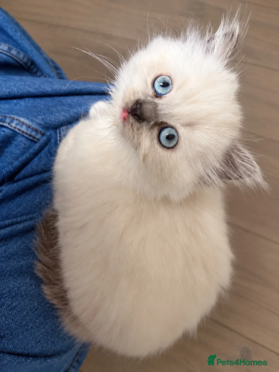 British Shorthair cats for sale: 5 beautiful BSH x Ragdoll kittens  - Advert 2