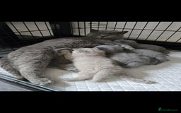 British Shorthair cats for sale: British blue short hair kitten  - Image 3