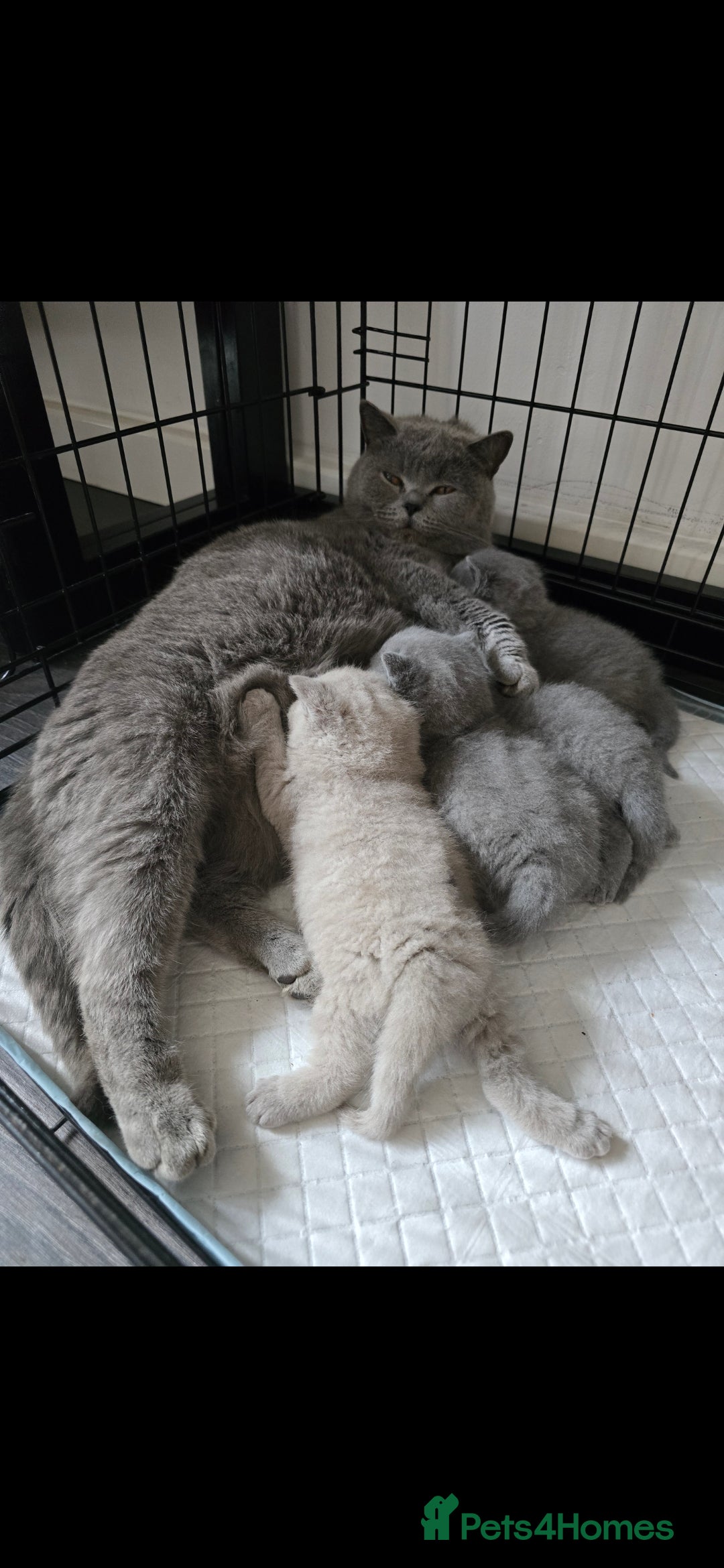 British Shorthair cats for sale: British blue short hair kitten  - Image 3