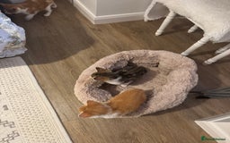 Mixed Breed cats for sale: Mixed breed Kittens  - Image 13