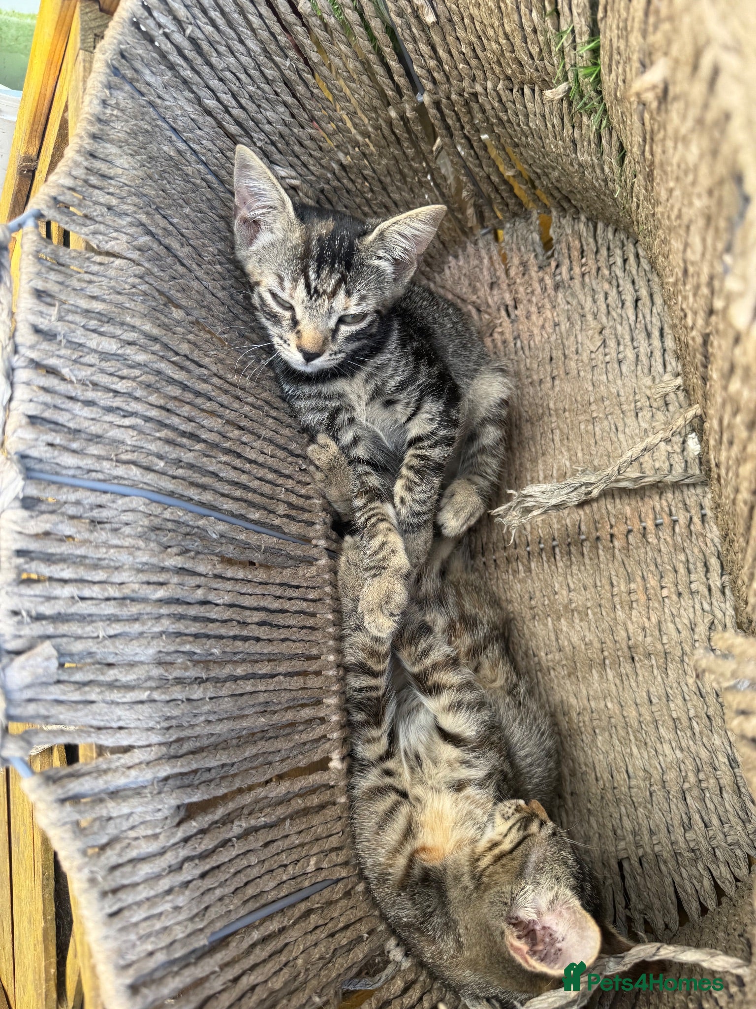 Domestic Shorthair cats Kittens  - Advert 1