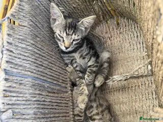 Domestic Shorthair cats Kittens - Advert 11