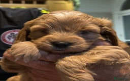 Cockapoo dogs for sale: F2 Cockapoo Puppies - Image 23