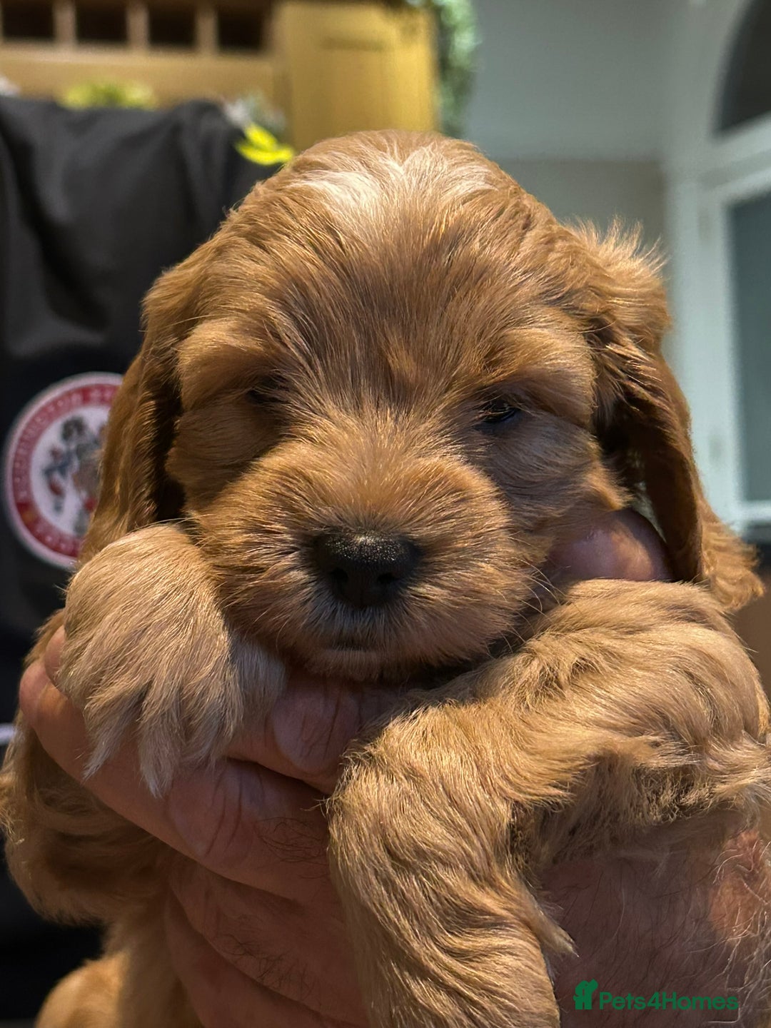 Cockapoo dogs for sale: F2 Cockapoo Puppies - Image 23