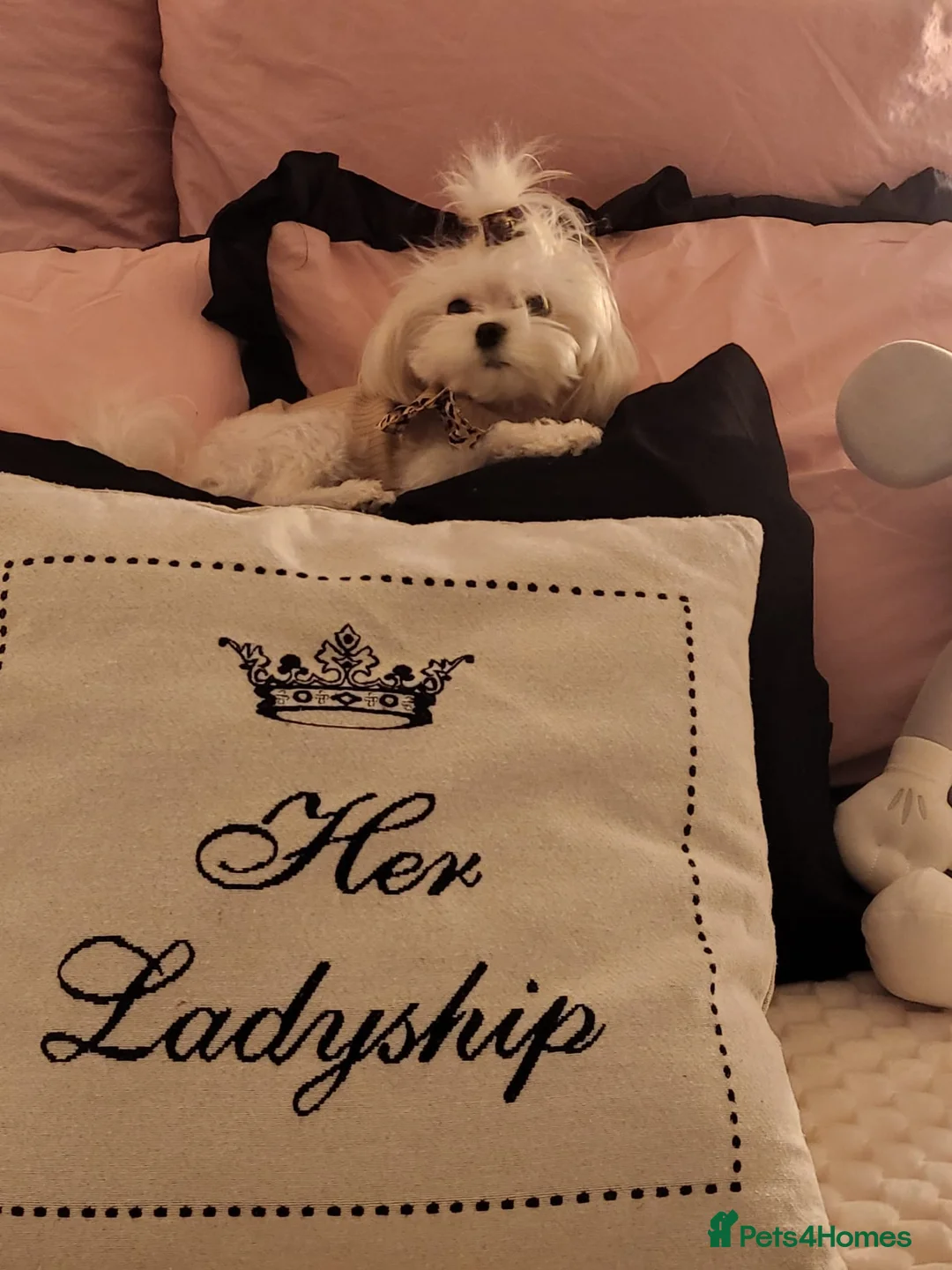 Maltese dogs for sale: Korean Maltese 3 year old girl - Advert 6