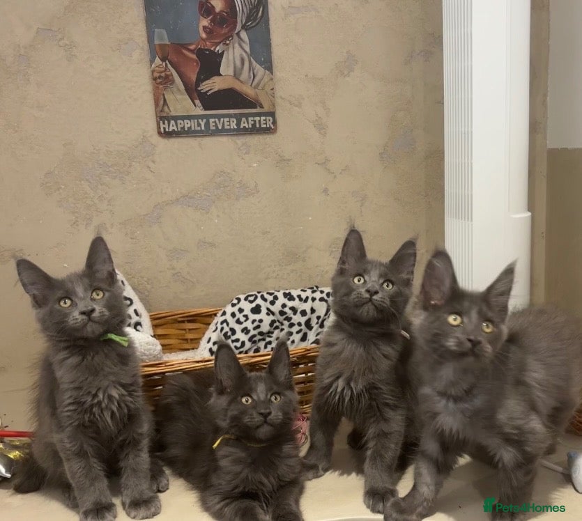 Maine Coon cats Stunning GCCF Registered Maine Coon Kittens  - Advert 8