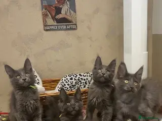 Maine Coon cats Stunning GCCF Registered Maine Coon Kittens - Advert 8