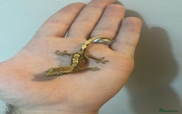 Gecko reptiles for sale: Crested gecko babies  - Image 5