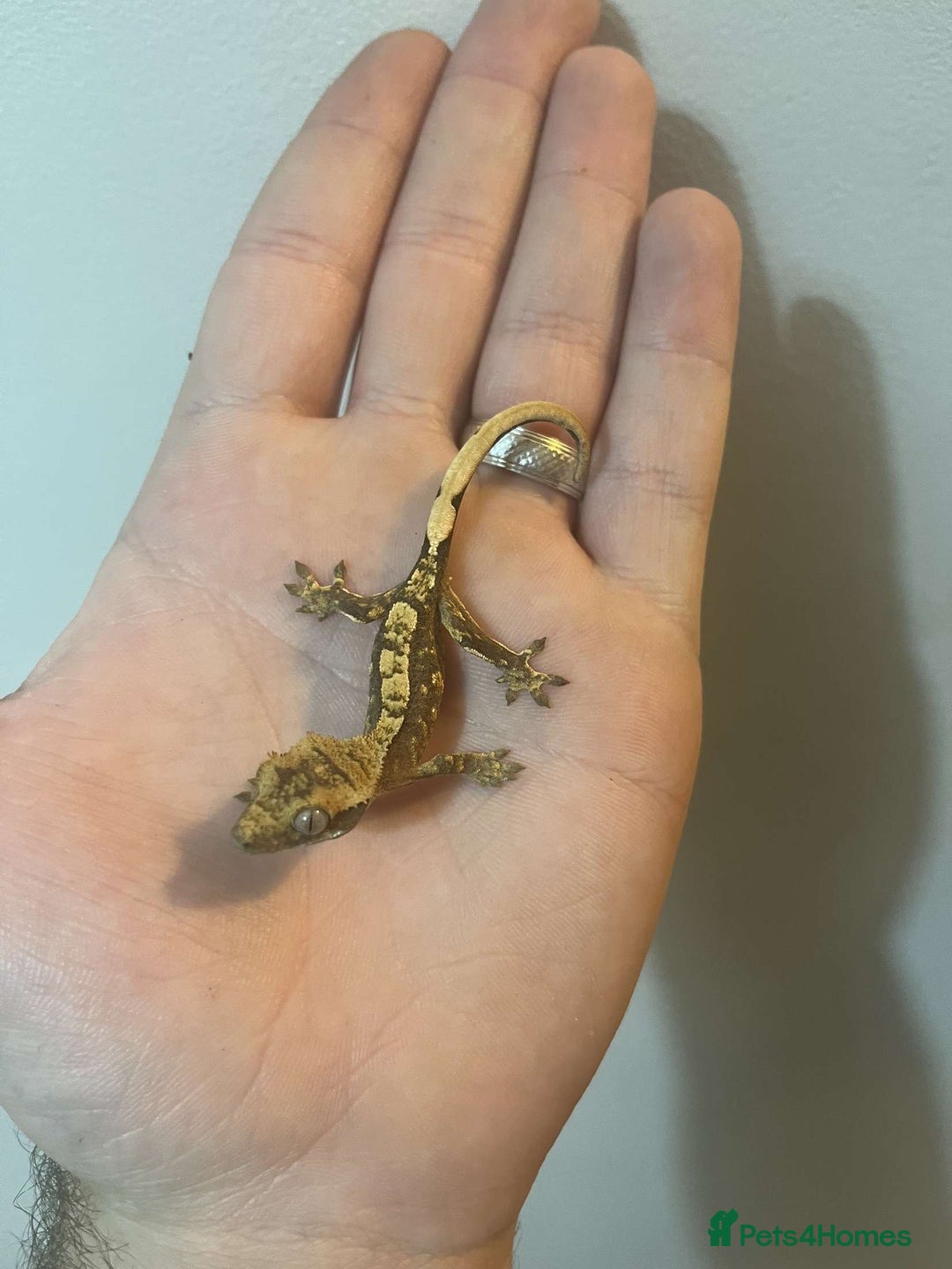 Gecko reptiles for sale: Crested gecko babies  - Image 5