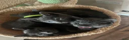 Russian Blue cats for sale: Russian Blue kittens x2 boys x2 girls  in Dunbar - Advert 7