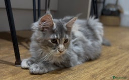 Maine Coon cats for sale: Maine coon kittens•Ready to leave•Fully vaccinated - Image 10