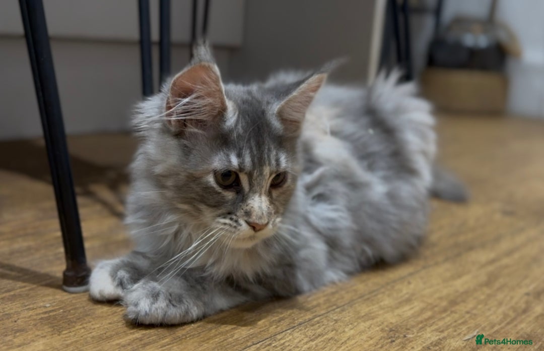 Maine Coon cats for sale: Maine coon kittens•Ready to leave•Fully vaccinated - Image 10