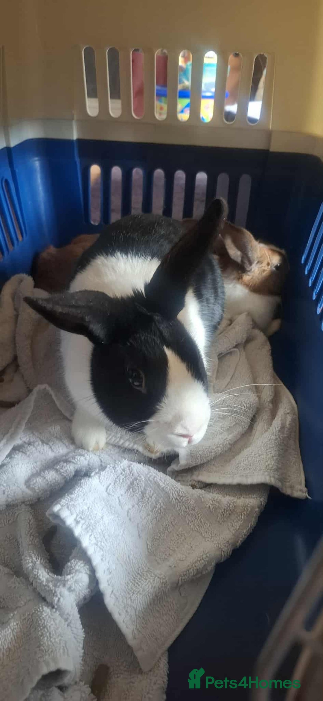Netherland Dwarf rabbits for sale: Rooster and Jett  - Advert 4