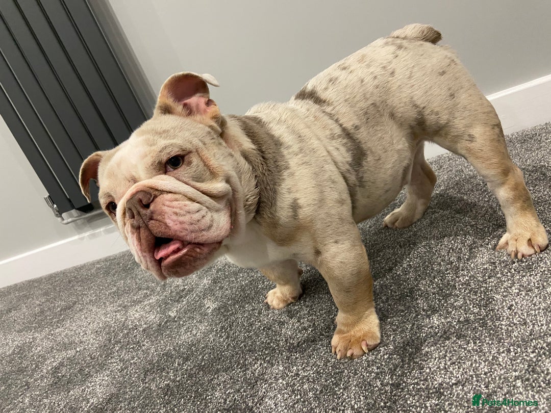 English Bulldog dogs for sale: Male Lilac Merle English bulldog  - Image 8