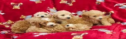 Cockapoo dogs for sale: ⚜️Pure Quality Cockapoos ⚜️ - Advert 32