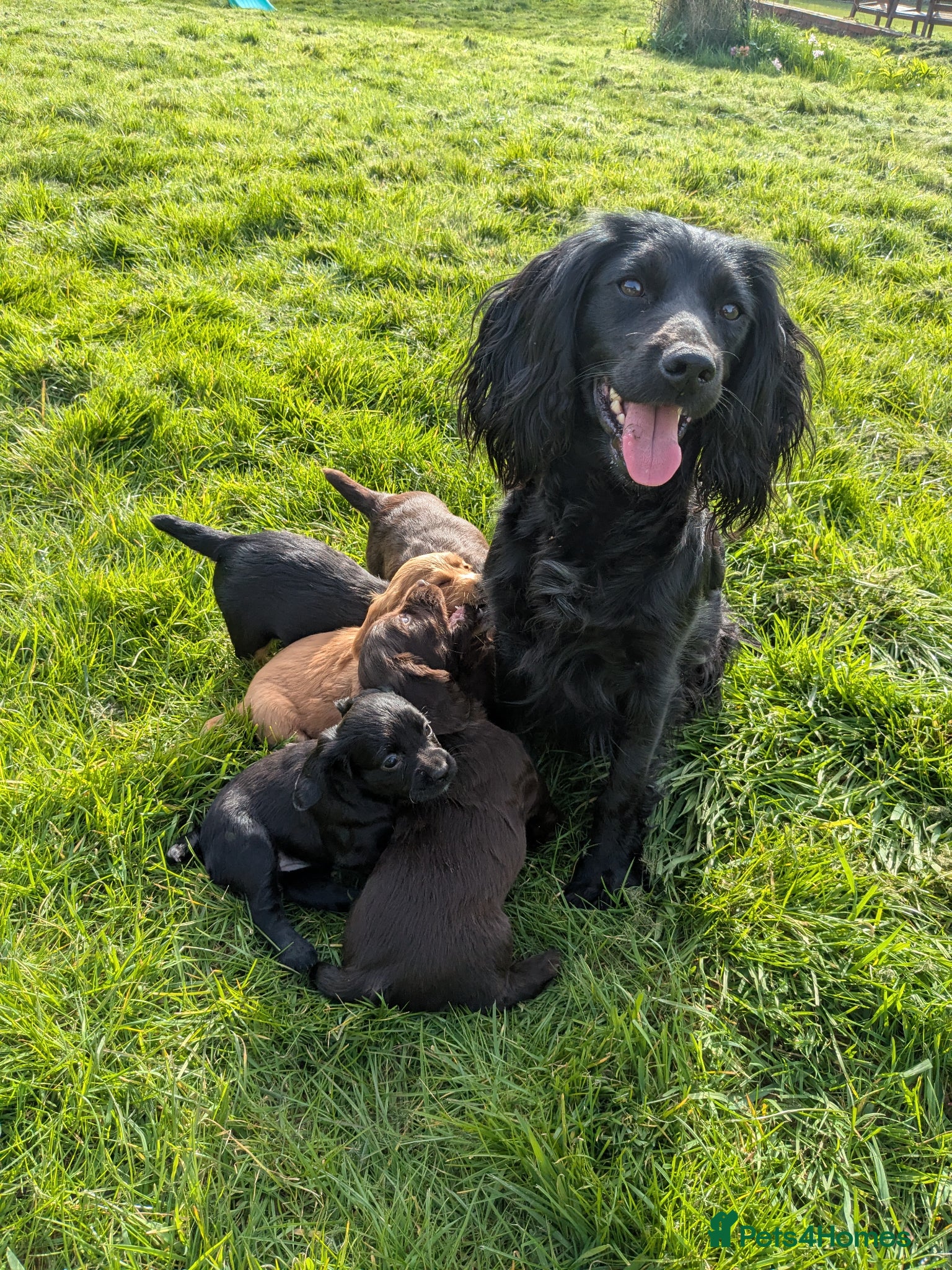 Cocker Spaniel dogs Cocker spaniels  - Advert 1