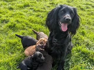 Cocker Spaniel dogs Cocker spaniels - Advert 1