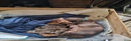 Dachshund dogs for sale: Smooth haired Dachshund Puppies in Wellington - Advert 14