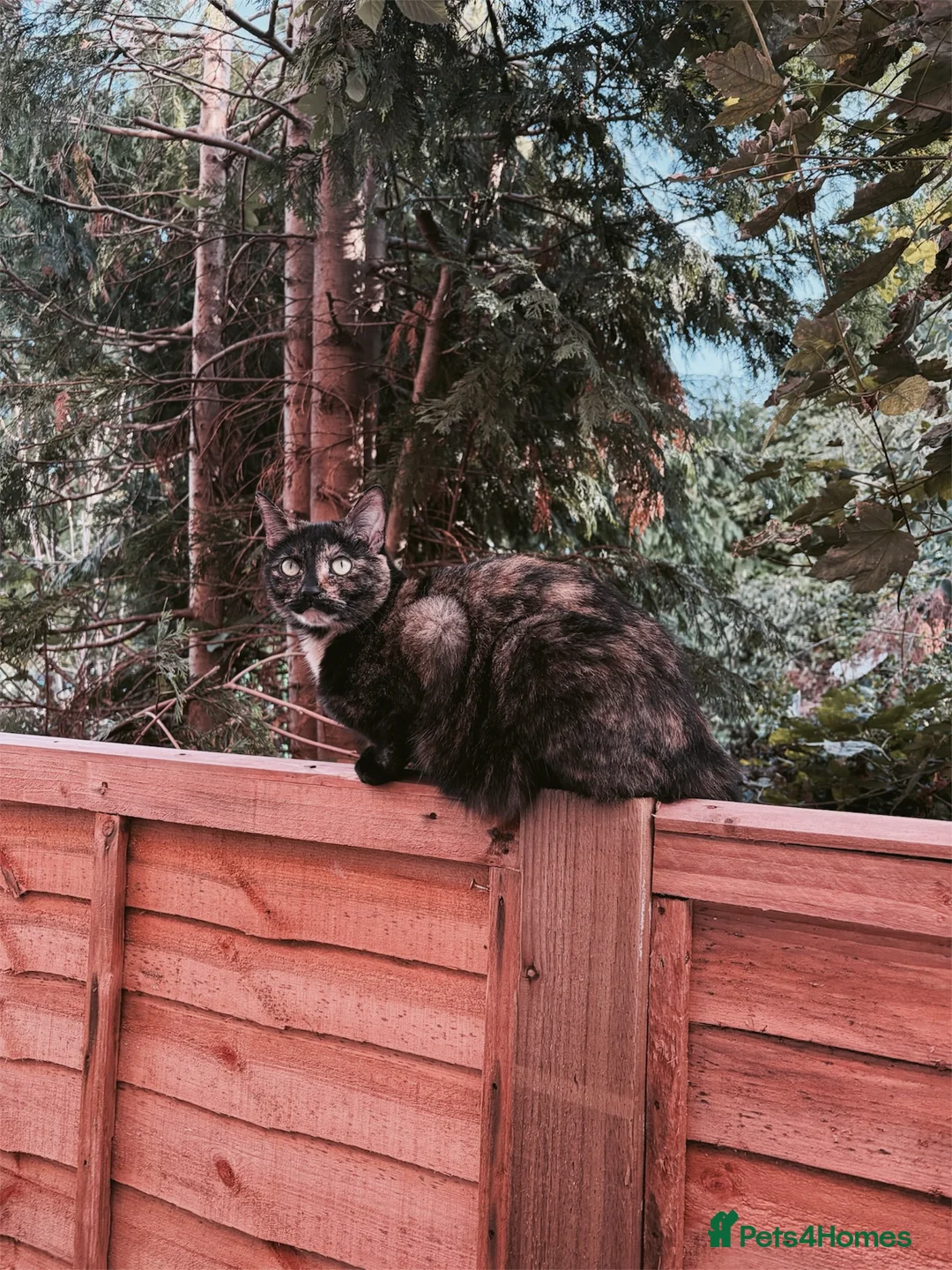 Domestic Shorthair cats for sale: FREE Female Tortie Needs Rehoming in Birmingham - Advert 1
