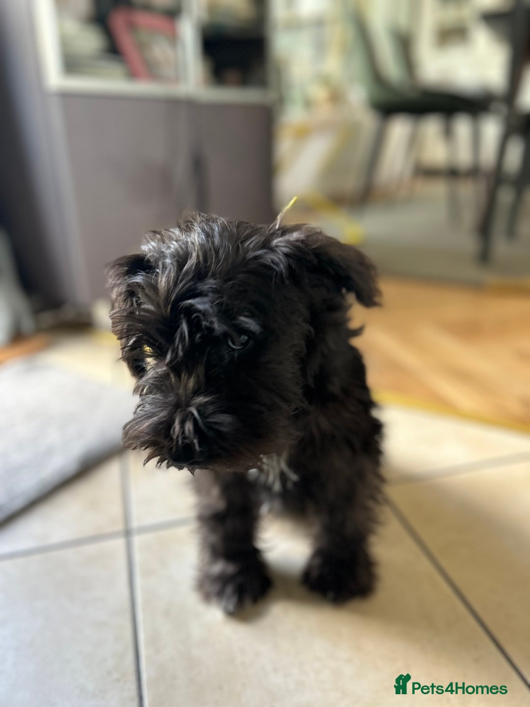 Miniature Schnauzer dogs for sale: Lovely KC Mini Schnauzer 4 months Fully Vaccinated - Image 9