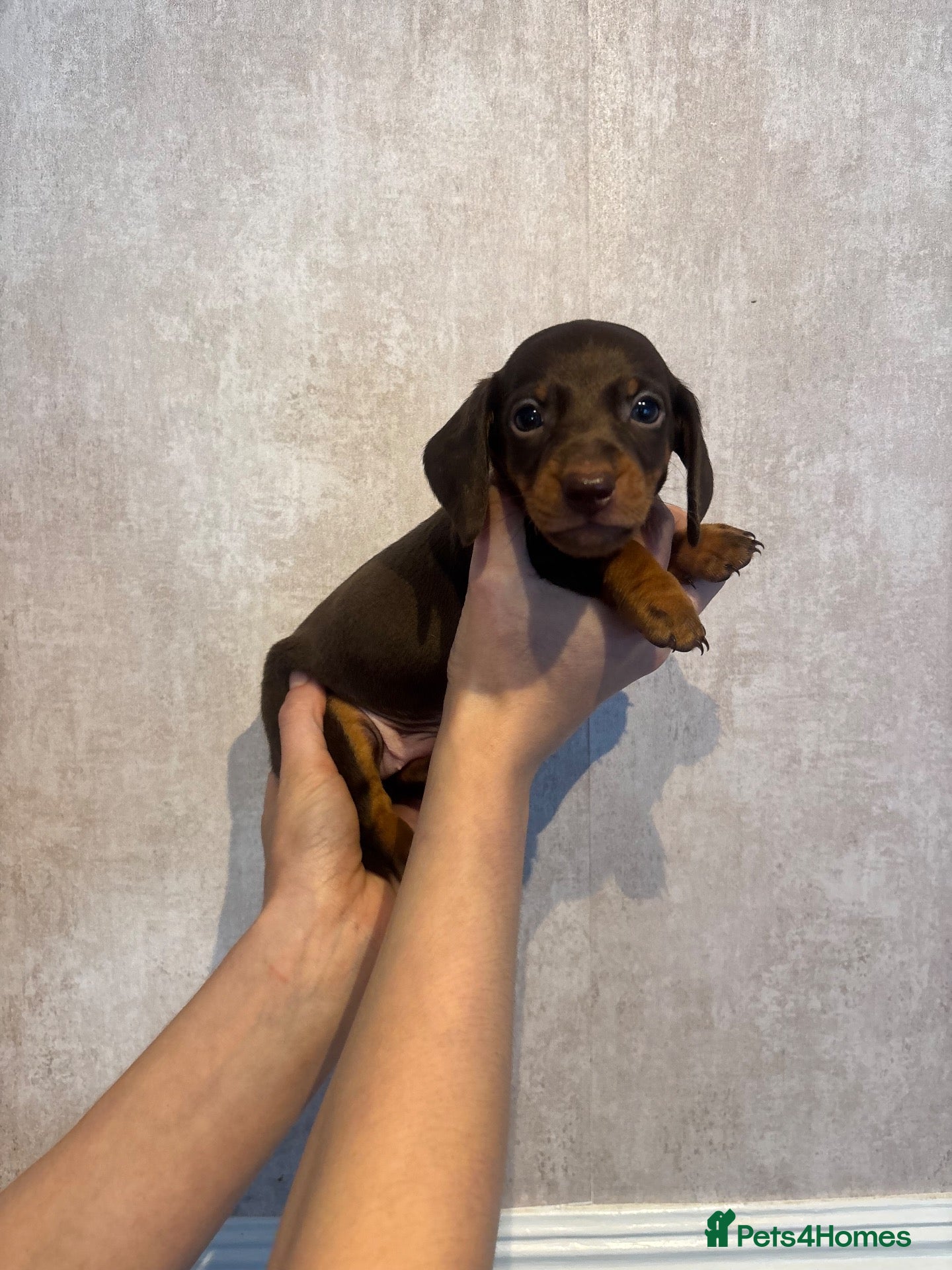 Dachshund dogs Beautiful Chocolate & Tan Dachshund Pups - Advert 14