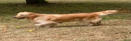 Golden Retriever dogs for sale: A happy healthy family companion  - Advert 11