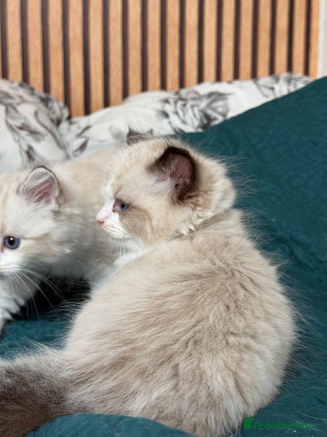 Ragdoll cats for sale: Beautiful Ragdoll kittens TICA - Advert 23