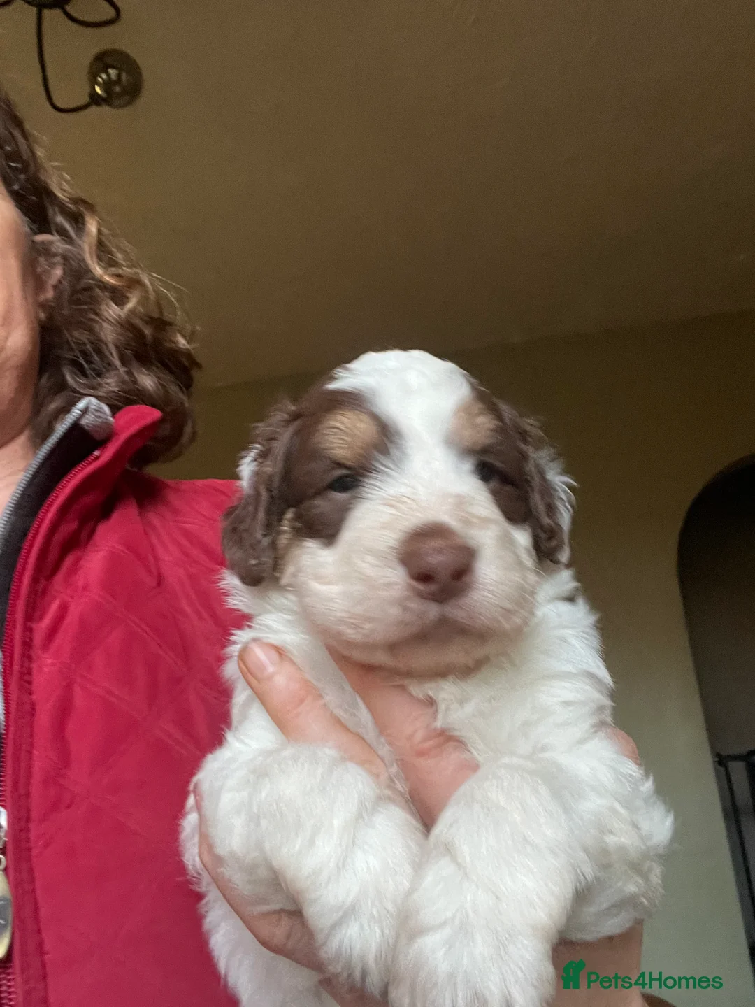 Bordoodle dogs for sale: F1 extensive genetic testing/full refund guarantee - Advert 9