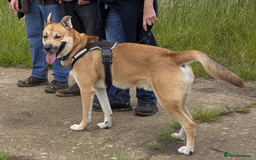 Mixed Breed dogs for sale: Odin. Sweet and beautiful crossbreed boy - Image 26