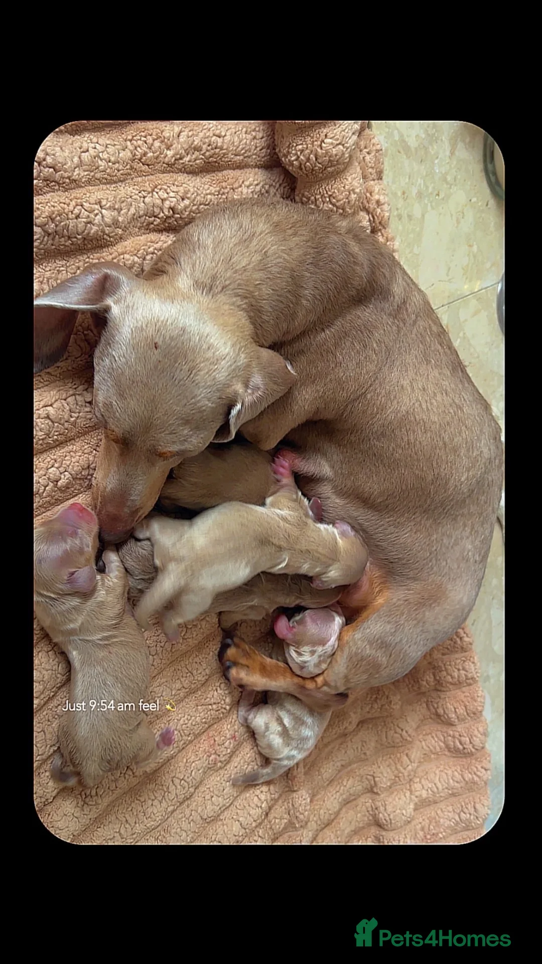 Miniature Dachshund dogs for sale: Miniature dashaund puppy’s fluffy - Advert 3