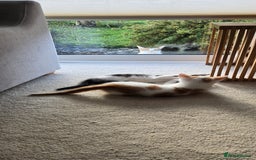 Mixed Breed cats for sale:  Blue eyes Flower pattern mark unique kitten  - Image 19