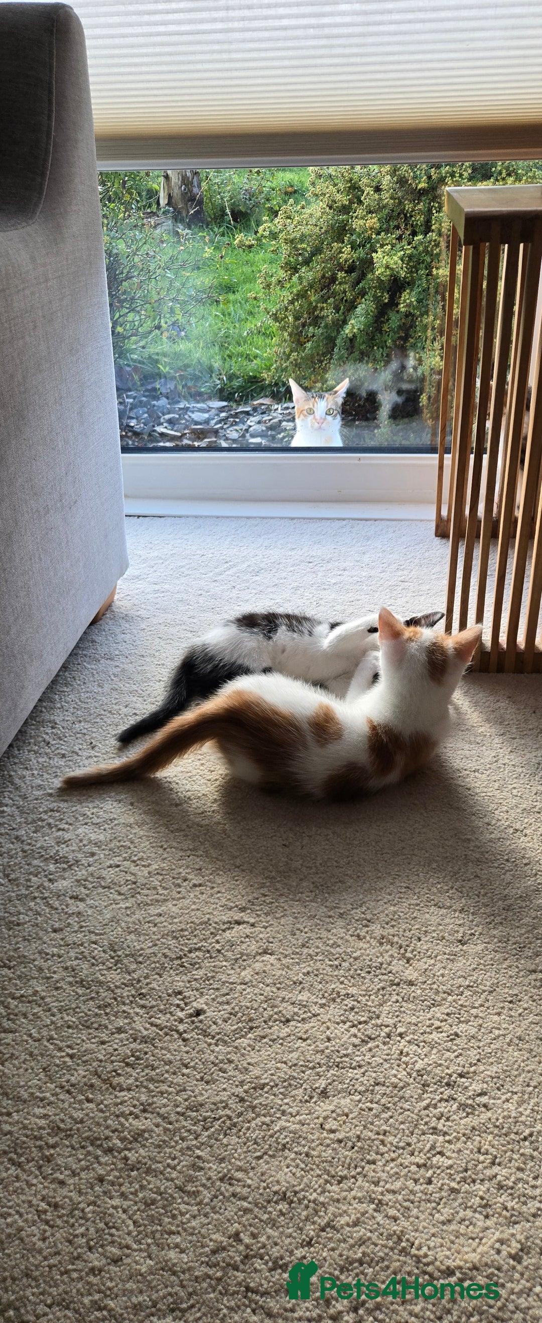 Mixed Breed cats for sale:  Blue eyes Flower pattern mark unique kitten  - Image 19