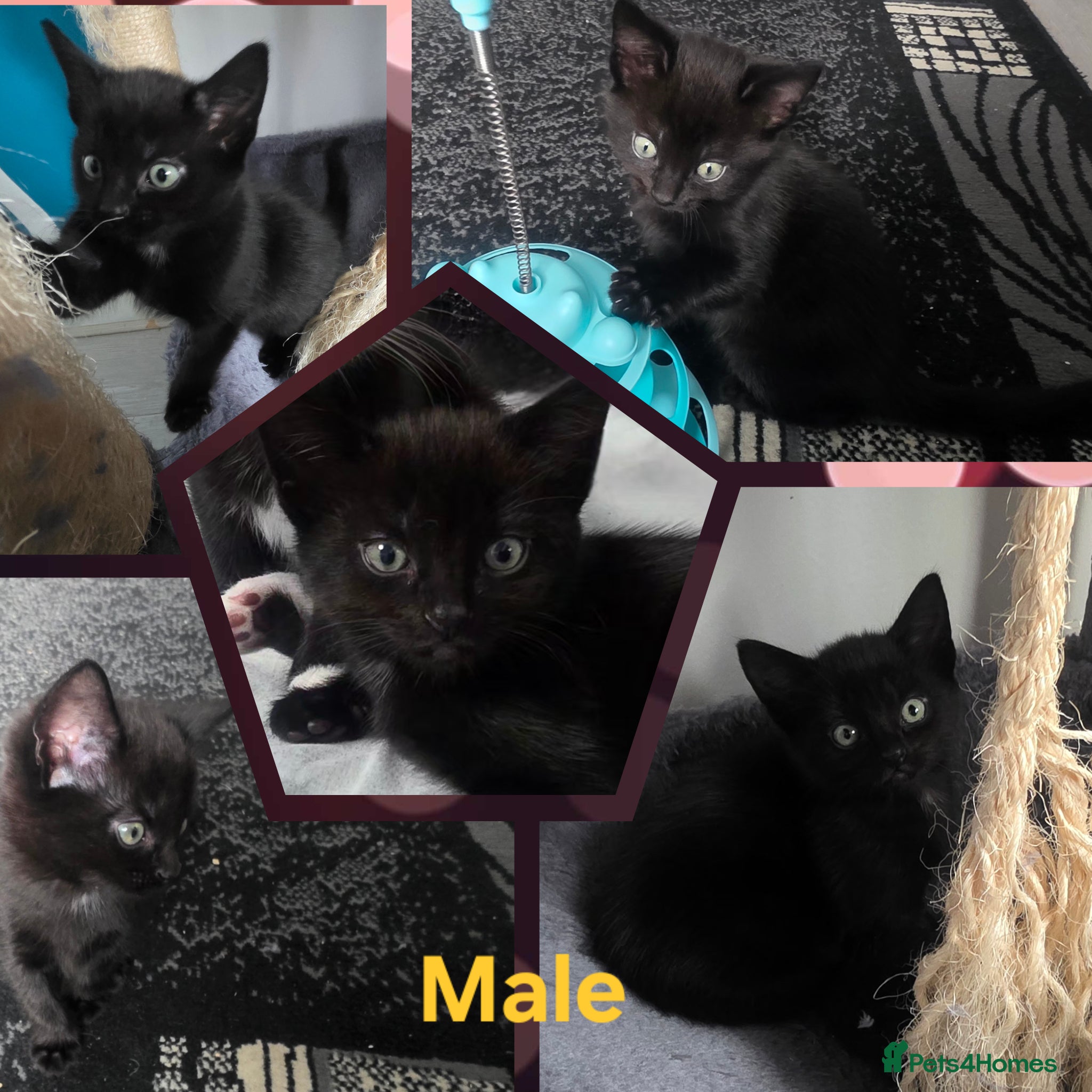 Mixed Breed cats 4 lovely kittens are looking for forever home  - Advert 2