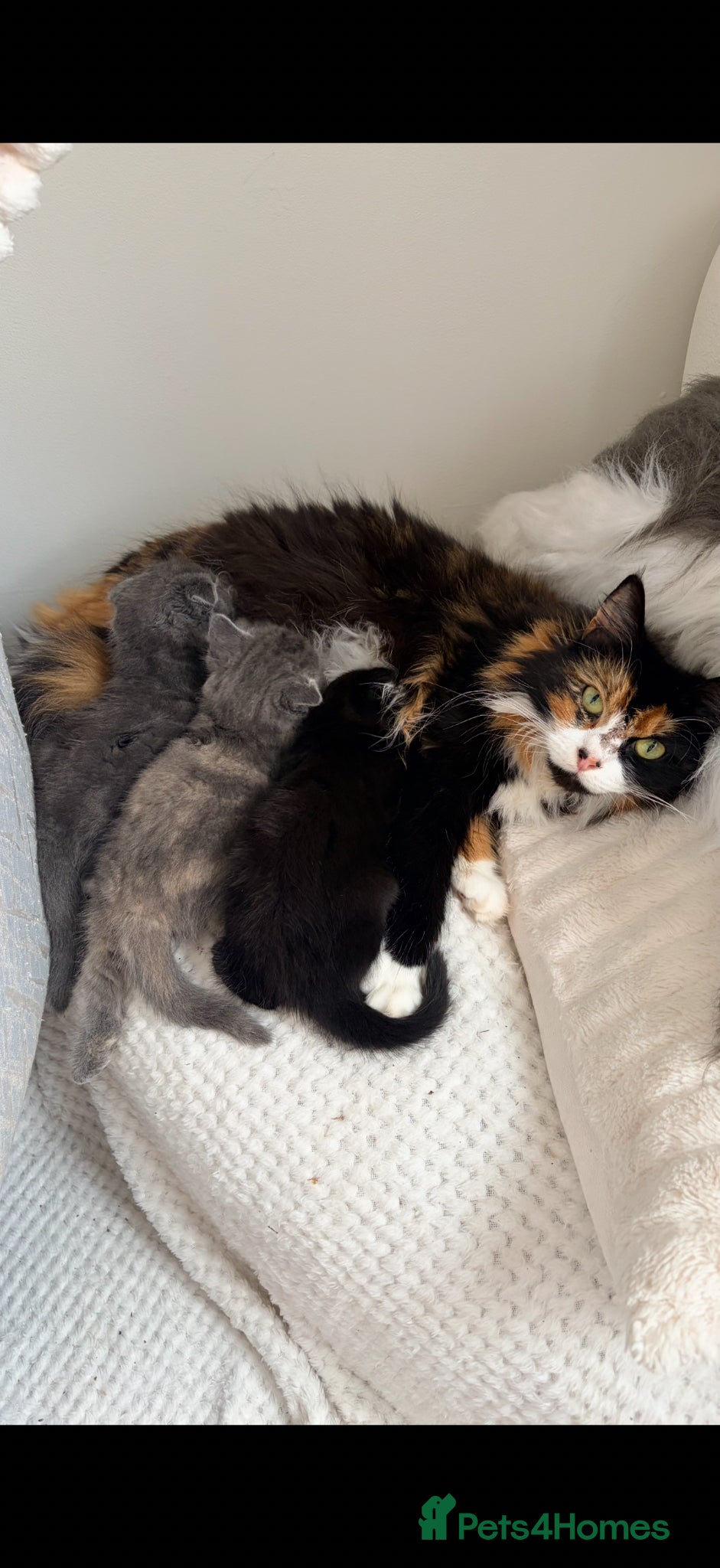 Scottish Fold cats for sale: Scottish fold, Maine coon x in Newmarket - Advert 1